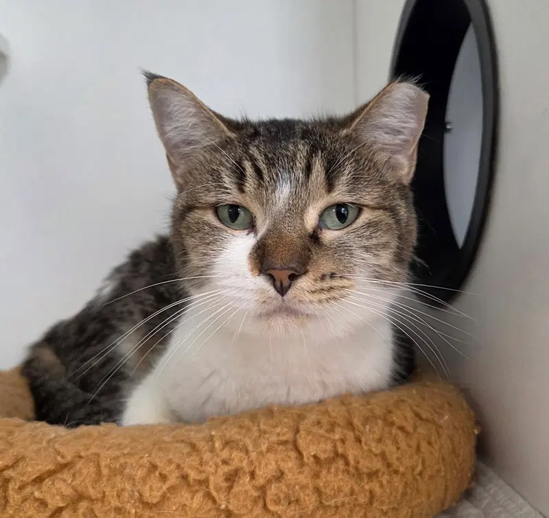 Treasure Planet, a female cat up for adoption
