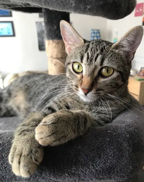 Samira, a young female cat up for adoption