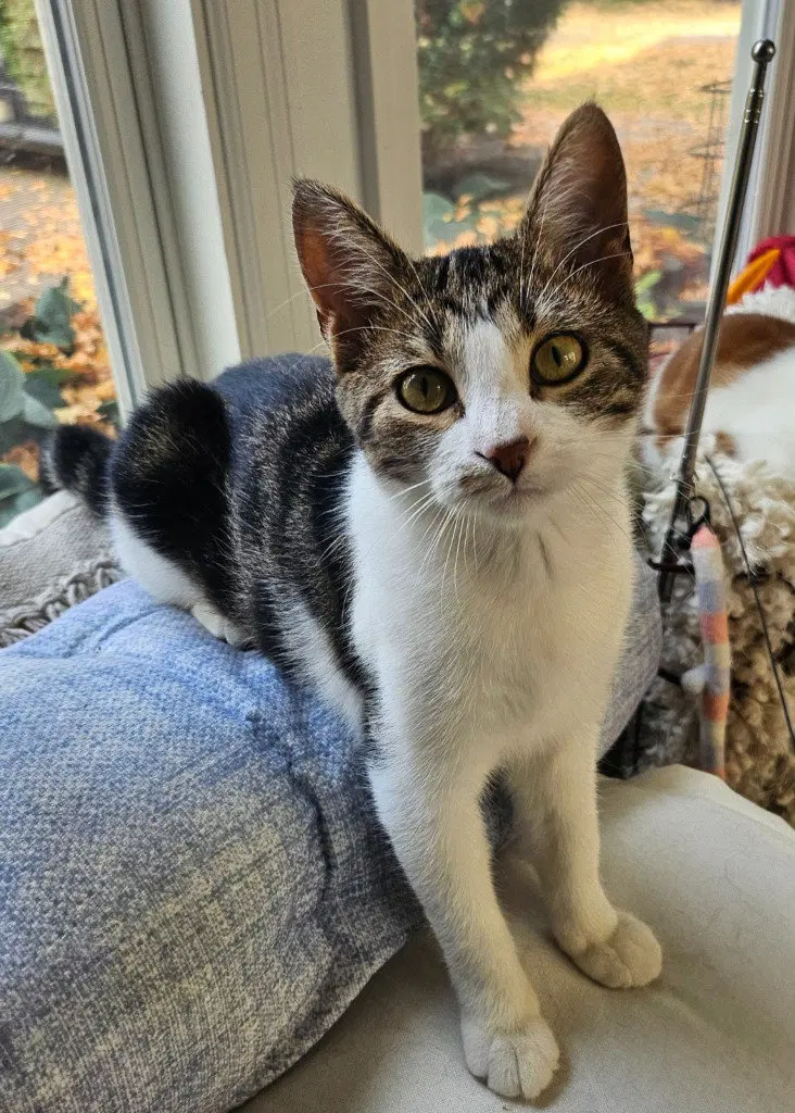 Miss Dahlia, a young female cat up for adoption