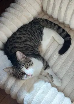 Louie, a young male cat up for adoption