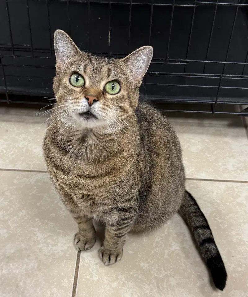 Goldberg, an adult female cat up for adoption