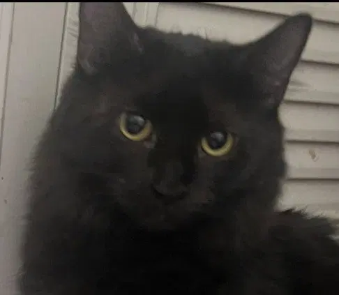 Maze, a female kitten up for adoption