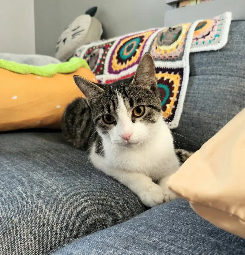 Rowan, a young male cat up for adoption