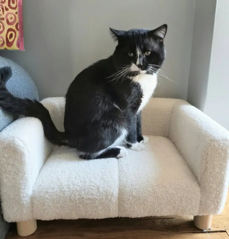 Carl, an adult male cat up for adoption