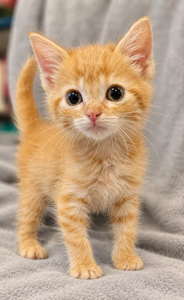 Pip, a female kitten up for adoption