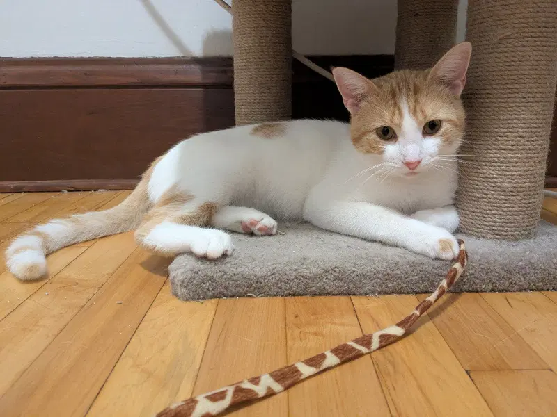 Creamsicle, an adult male cat up for adoption