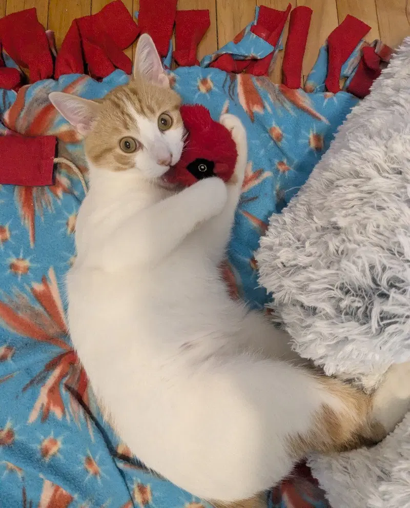 Creamsicle, photo 3