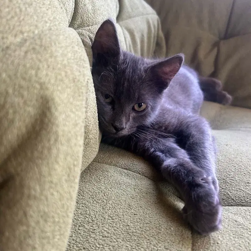 Mateo, a male kitten up for adoption