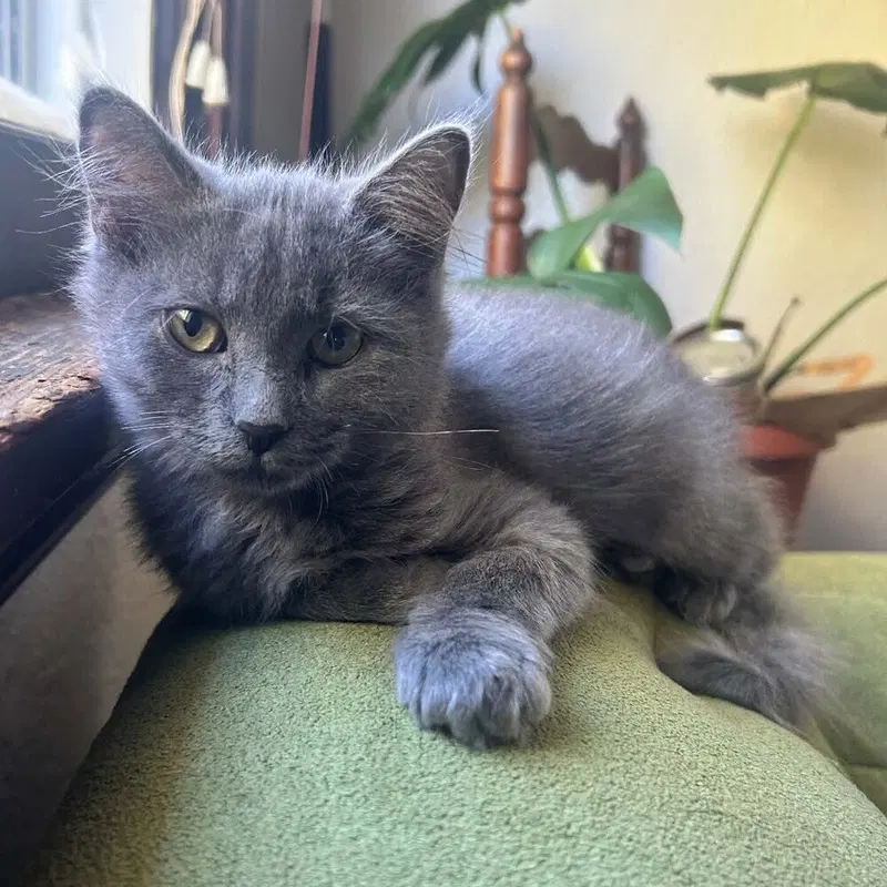 Martina, a female kitten up for adoption