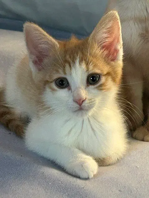 Wheat Thin, a female kitten up for adoption