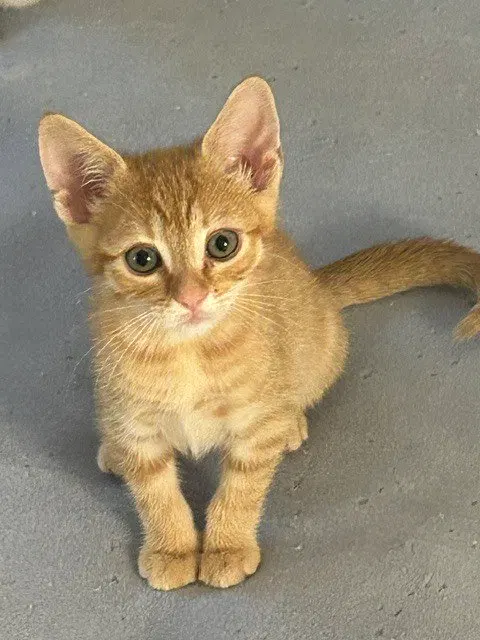 Goldfish, a male kitten up for adoption