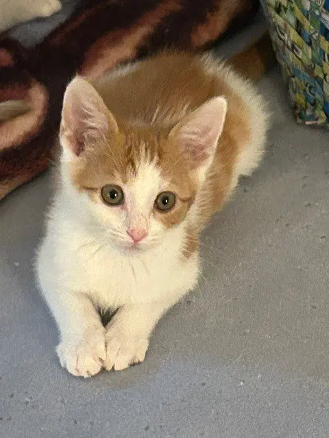 Ritz, a male kitten up for adoption