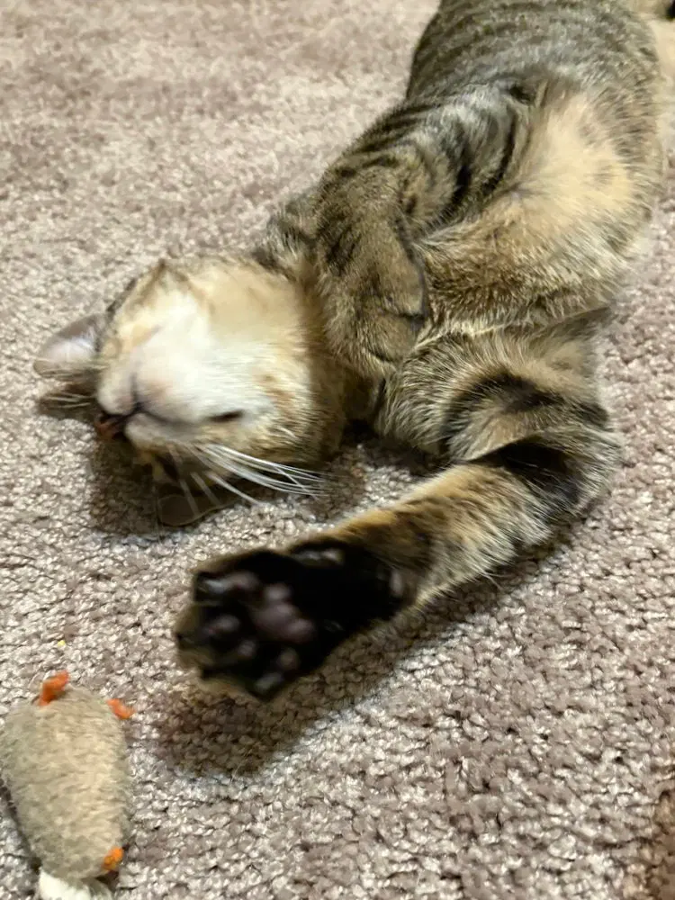 Benny, a young male cat up for adoption