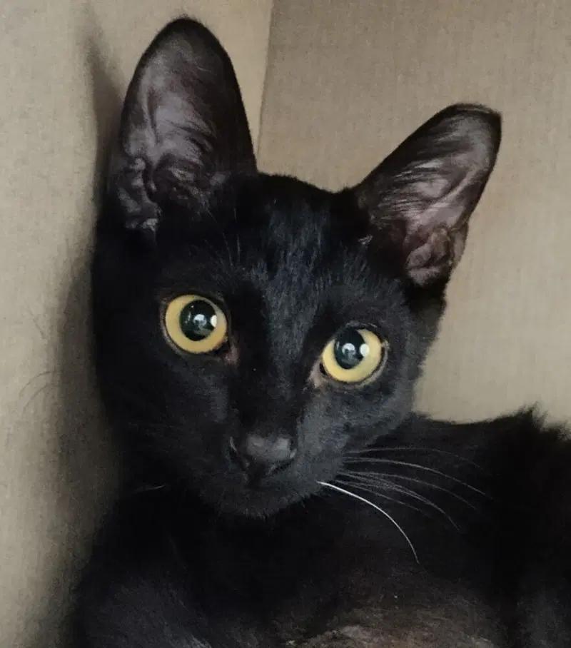 Teddy Bear, a female cat up for adoption