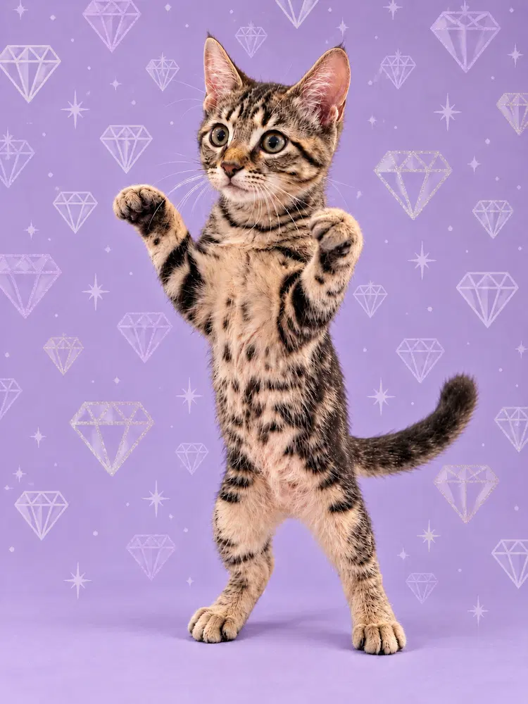 Diamond, a female kitten up for adoption