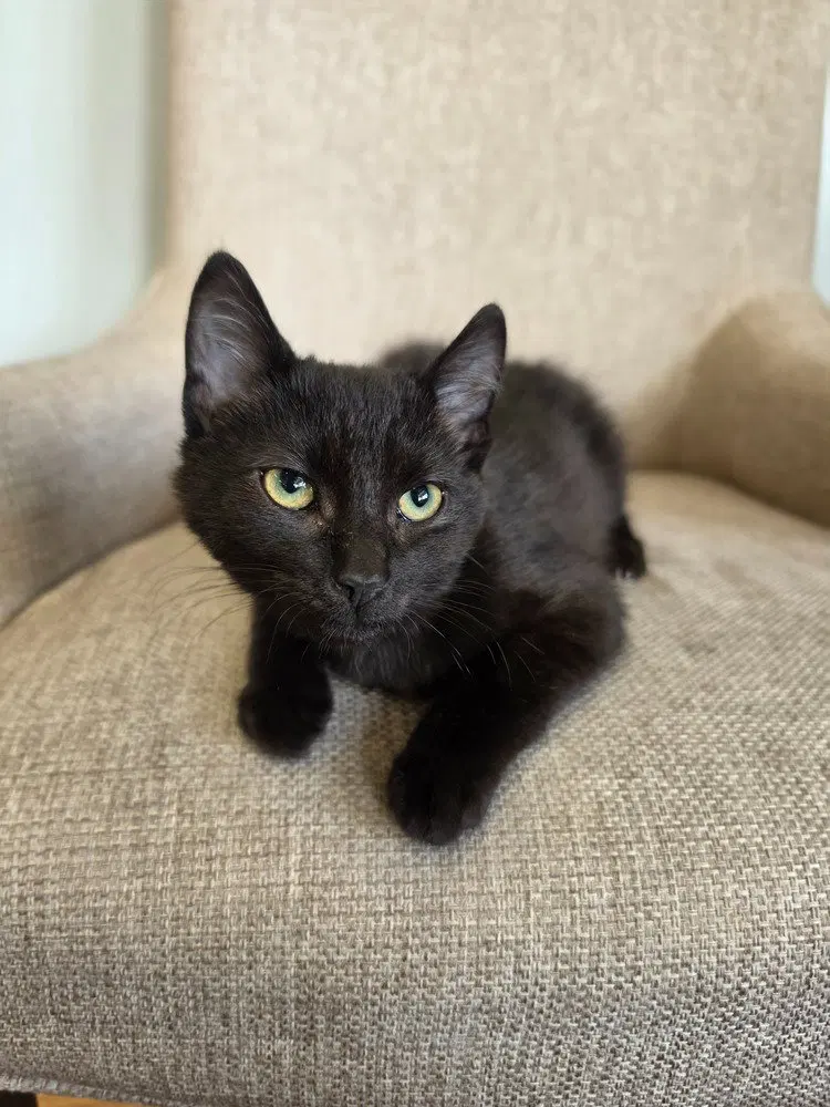 Dopamine, a male kitten up for adoption