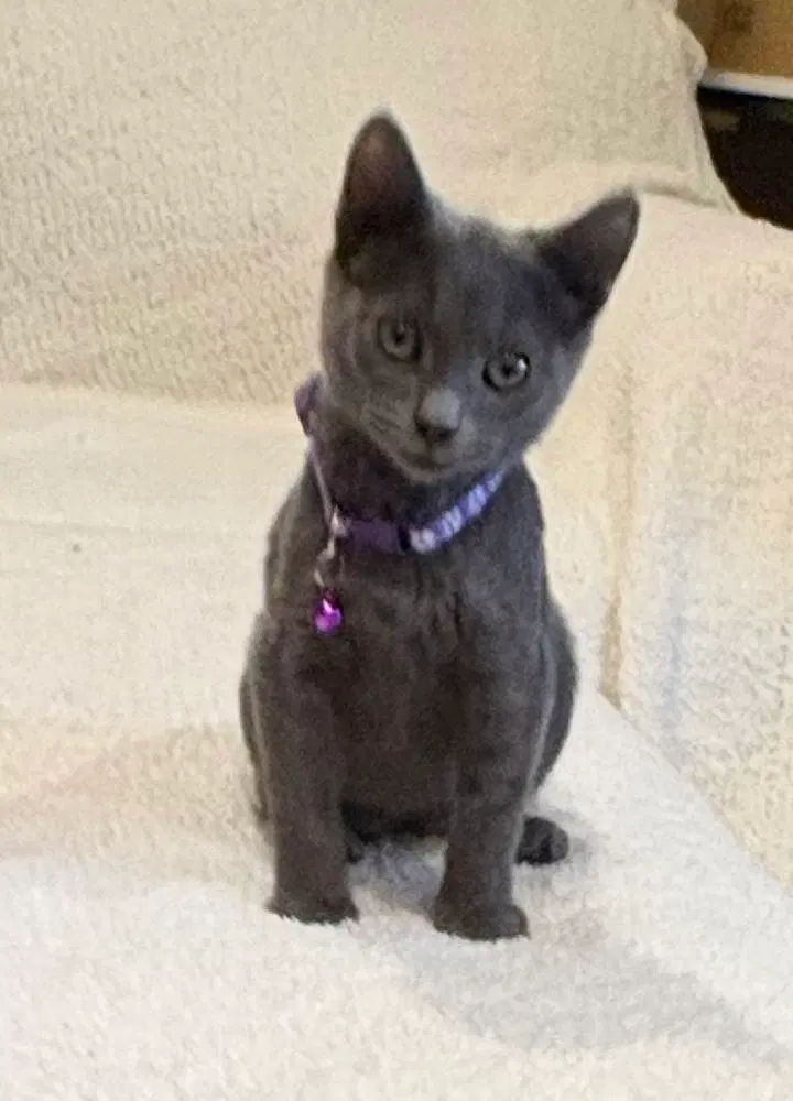 Krackle, a female kitten up for adoption