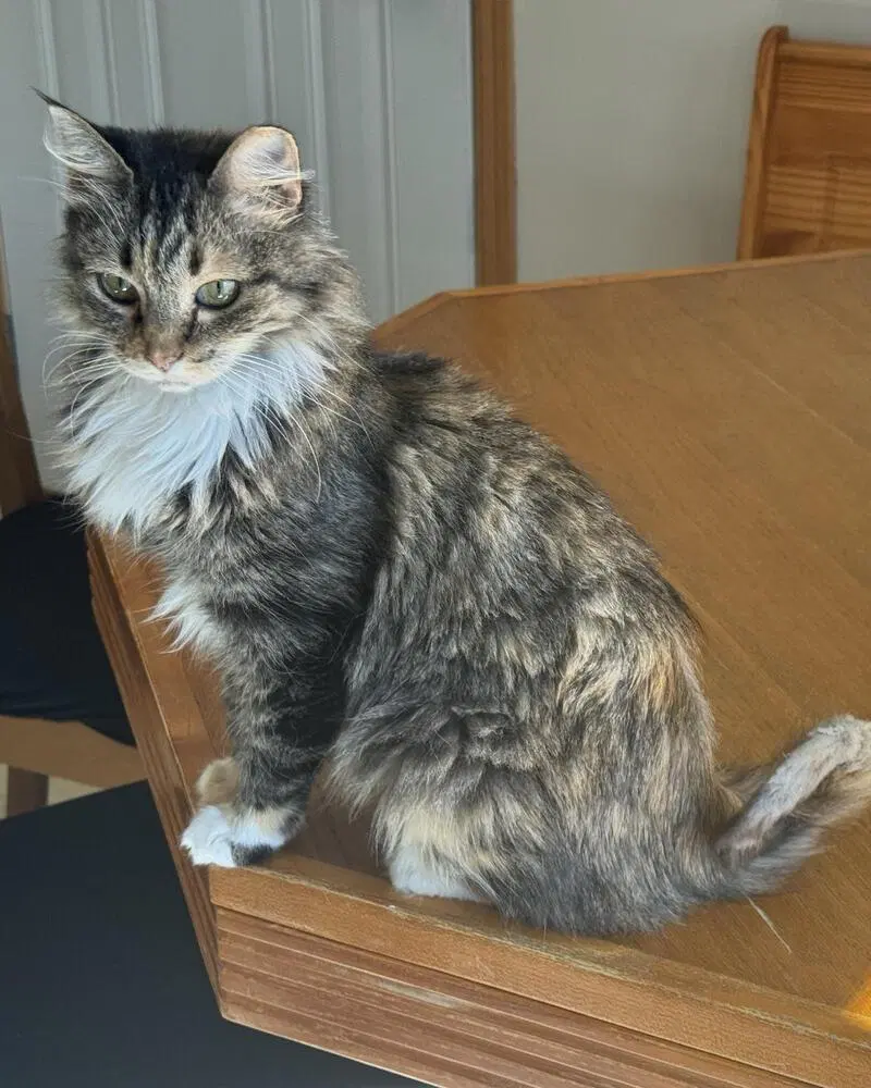 Rikki, an adult female cat up for adoption