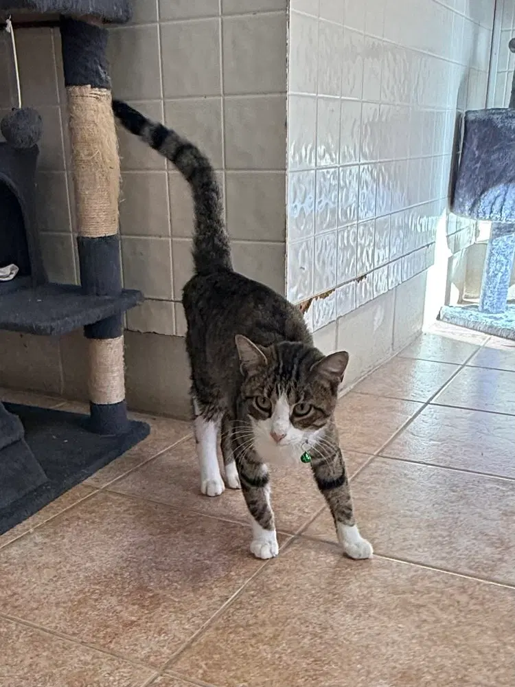 Cedar, an adult male cat up for adoption