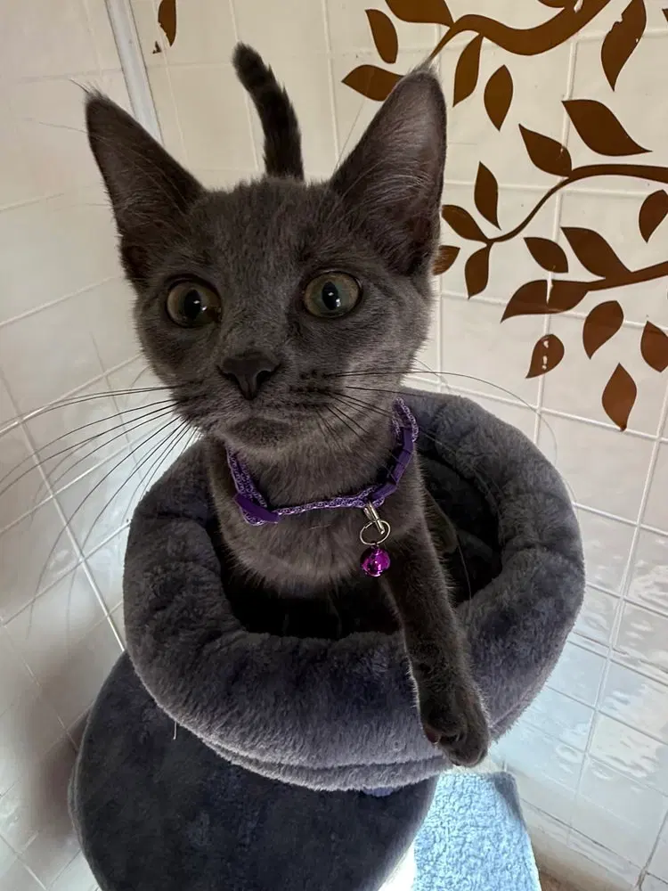 Ash, a female kitten up for adoption