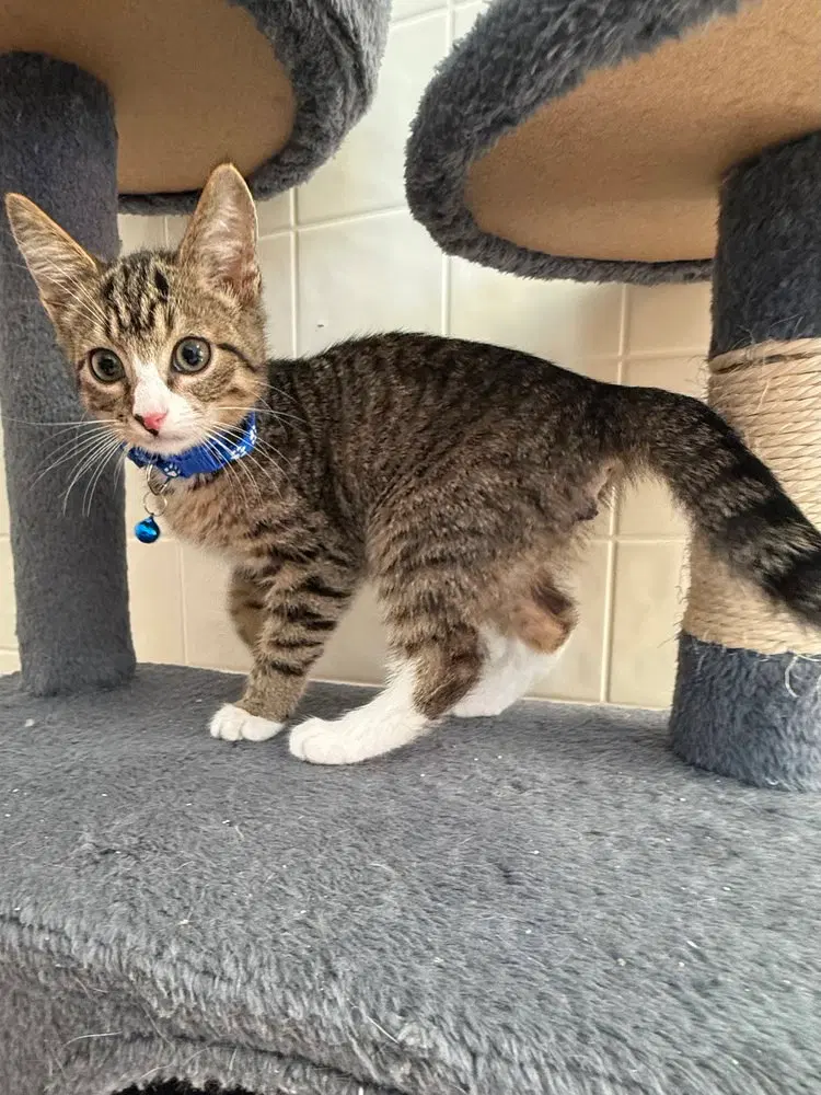 Ember, a male kitten up for adoption