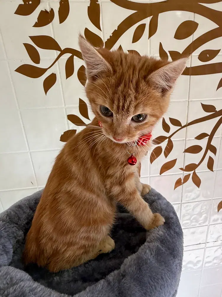 The Walters, a male kitten up for adoption