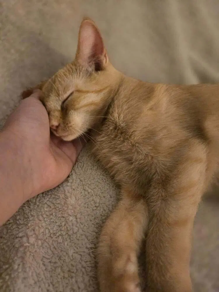 Sandy, a female kitten up for adoption