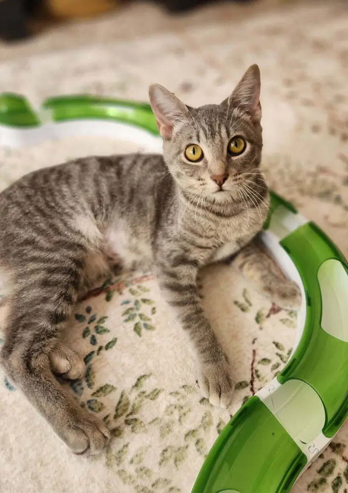 Littlebird, a female kitten up for adoption