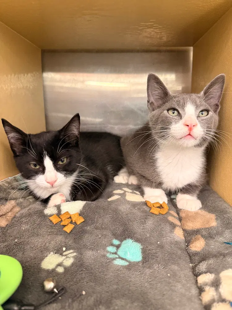 Sgaeyl, a male kitten up for adoption