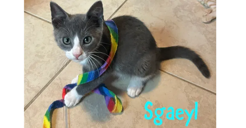 Sgaeyl, photo 2
