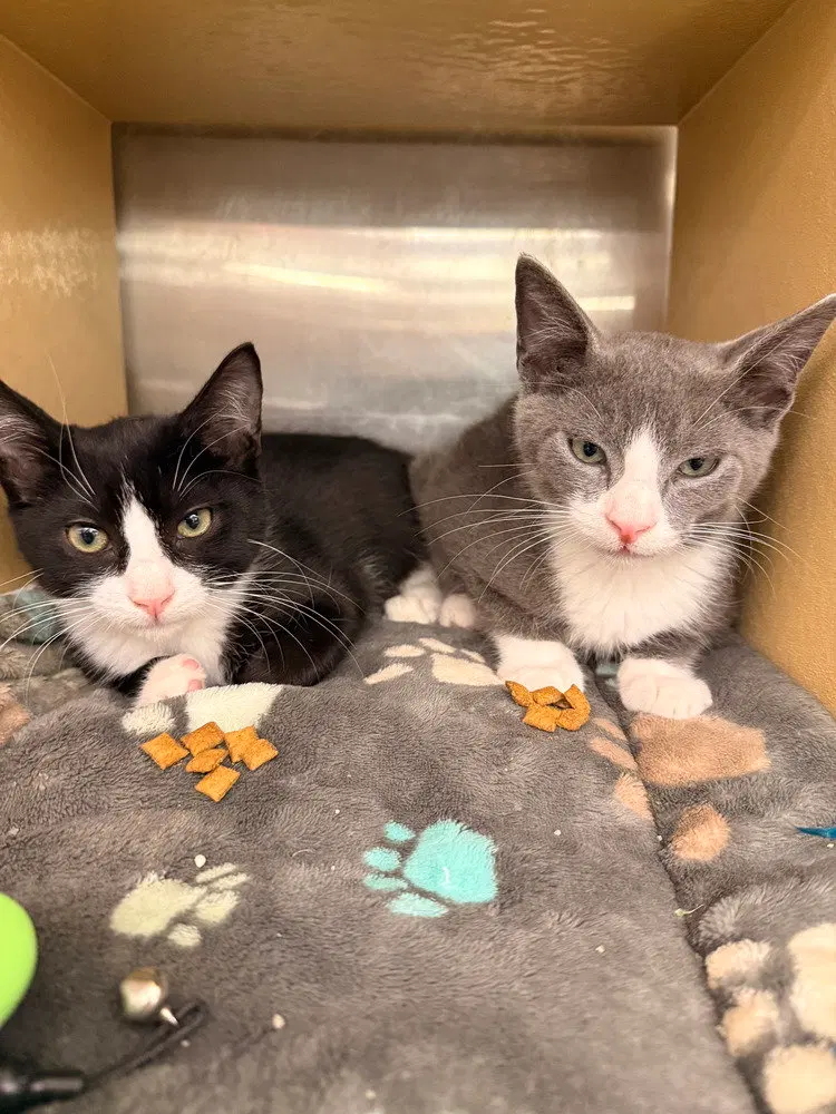 Sylvester, a male kitten up for adoption
