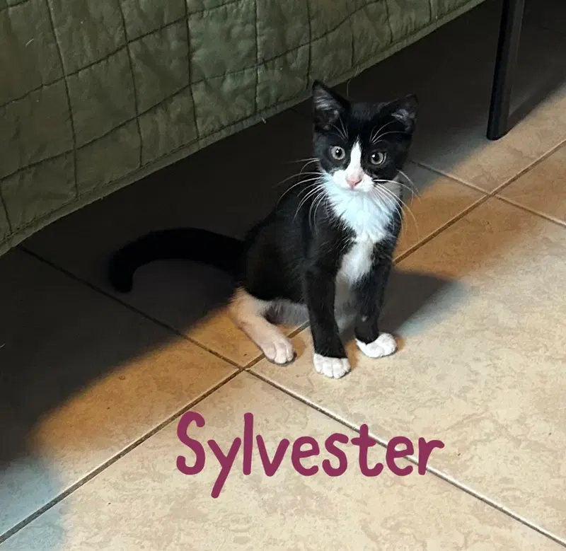 Sylvester, photo 2