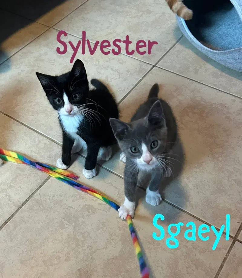 Sylvester, photo 3