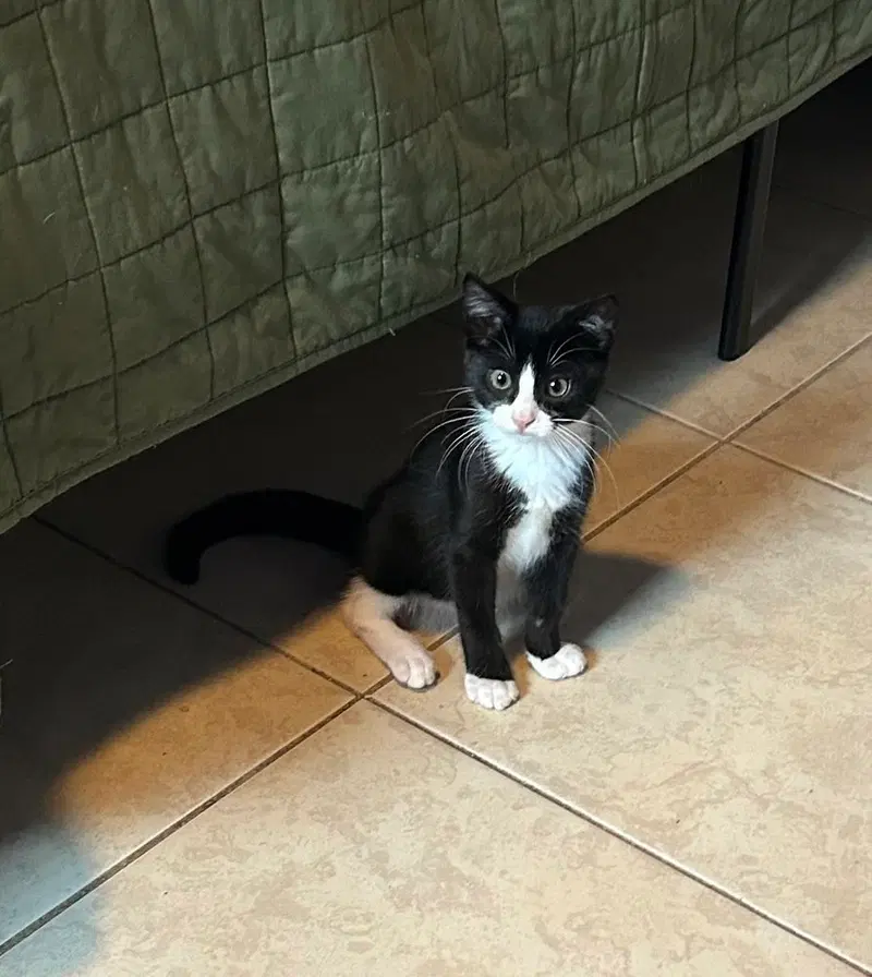 Sylvester, photo 4