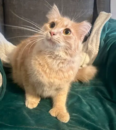 Watch the video of Hemi