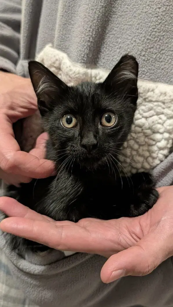 binx c., a male kitten up for adoption