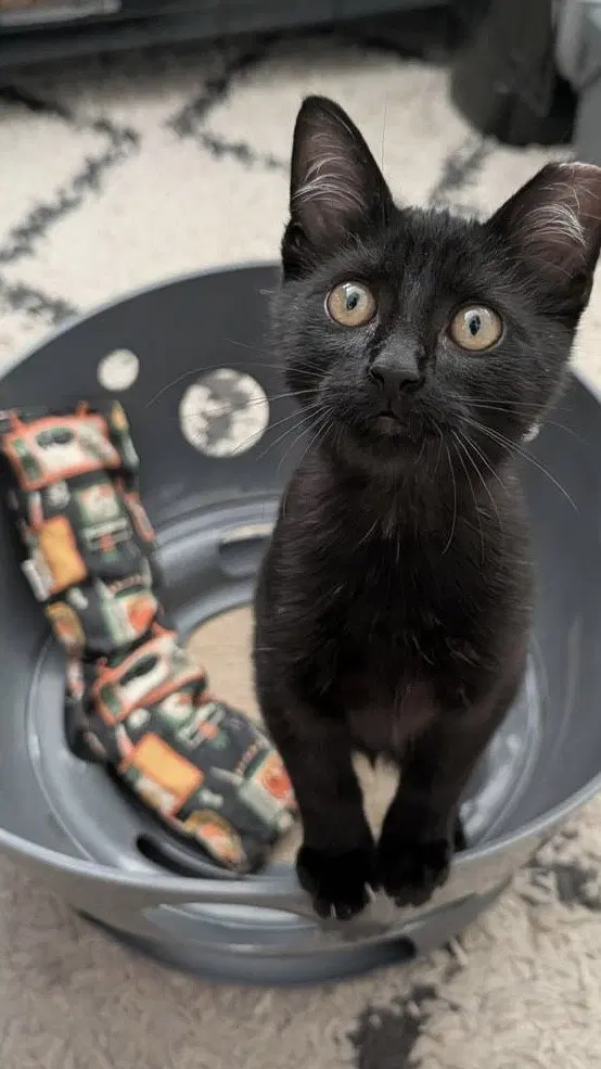 binx c., photo 2