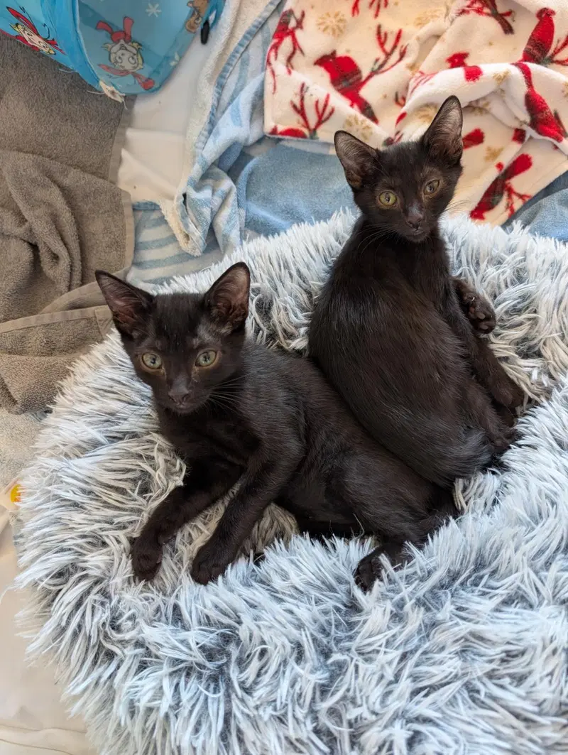 Angel Wolf, a female kitten up for adoption