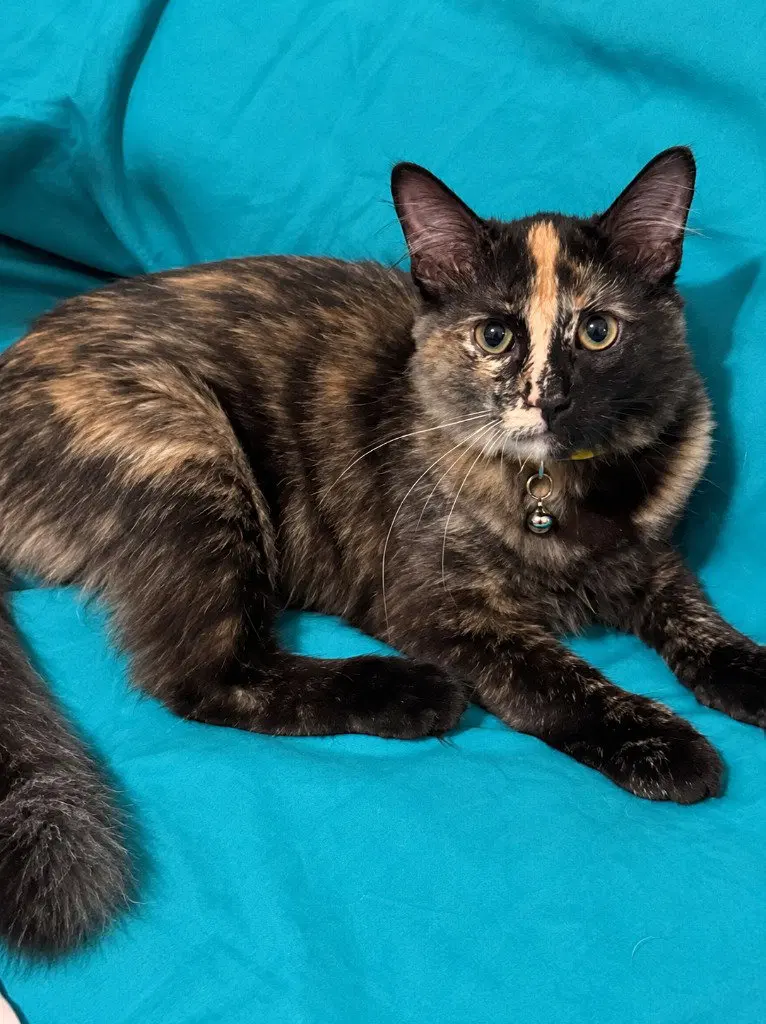 Embers, a female kitten up for adoption