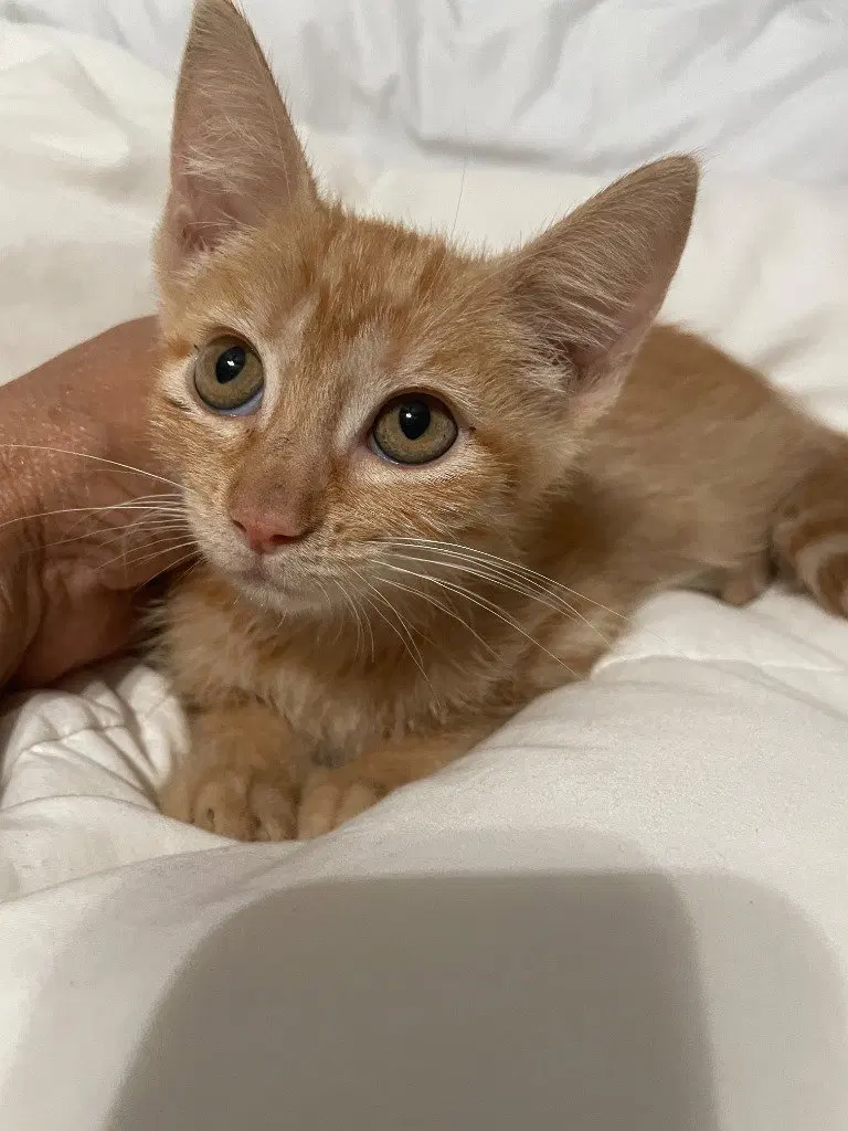 Pumpkin Spice, a female kitten up for adoption