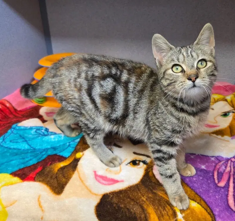 Rainbow Sprinkles, a female kitten up for adoption