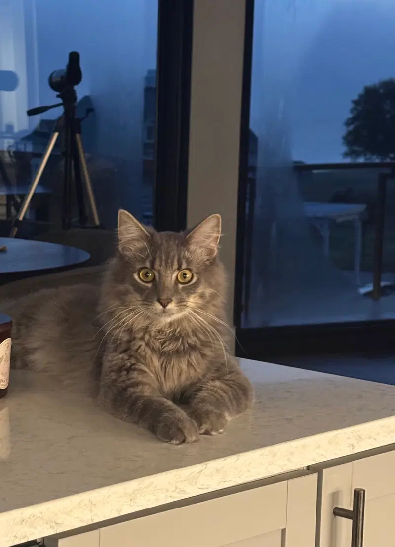 Finn, a young male cat up for adoption