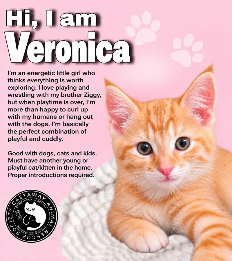 Veronica, a young female cat up for adoption