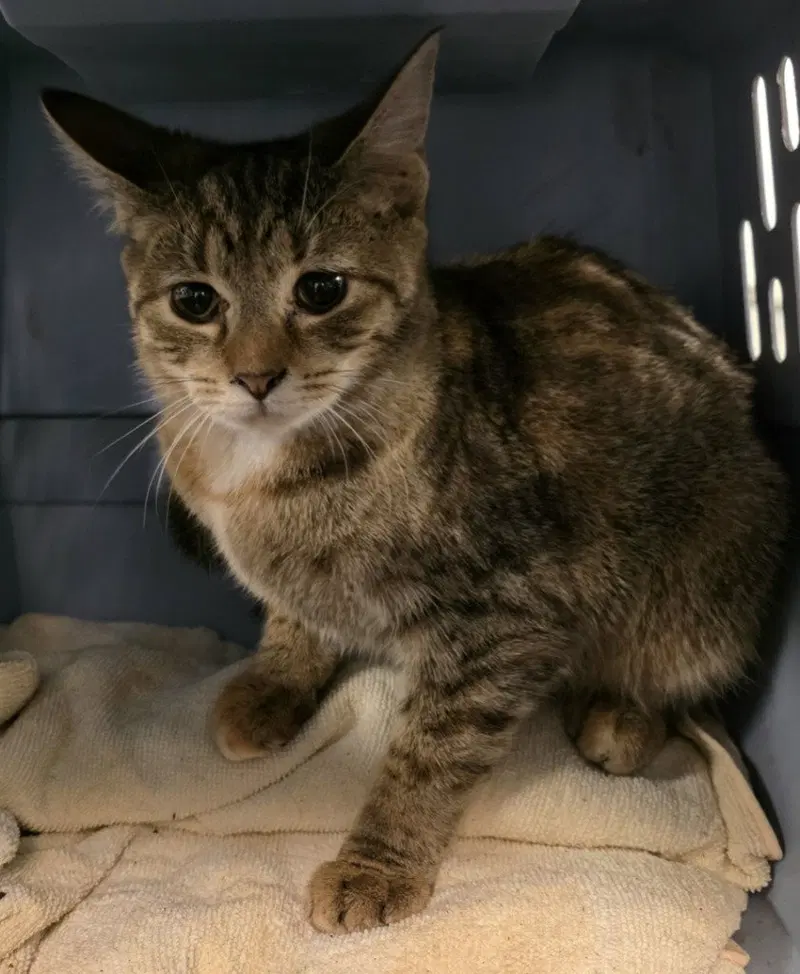 CA 134 Candy Apple, a young female cat up for adoption