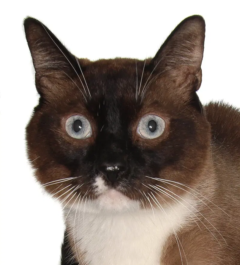Tofu, an adult female Siamese cat up for adoption