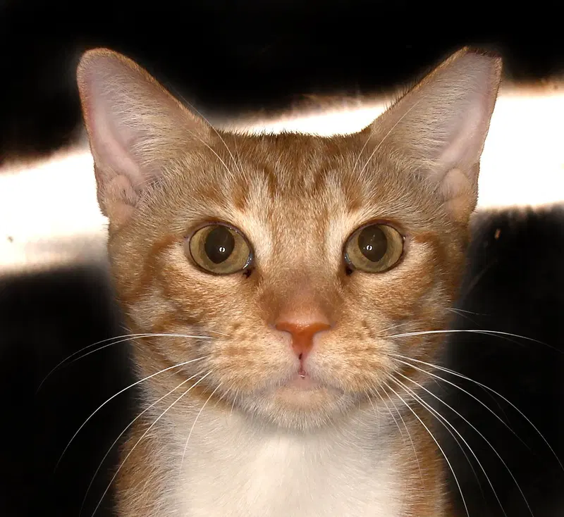 Mona, an adult female Tabby cat up for adoption