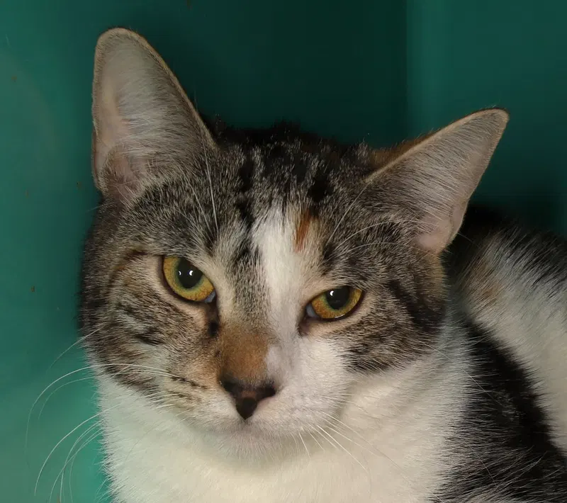 Dolly, an adult female American Shorthair cat up for adoption