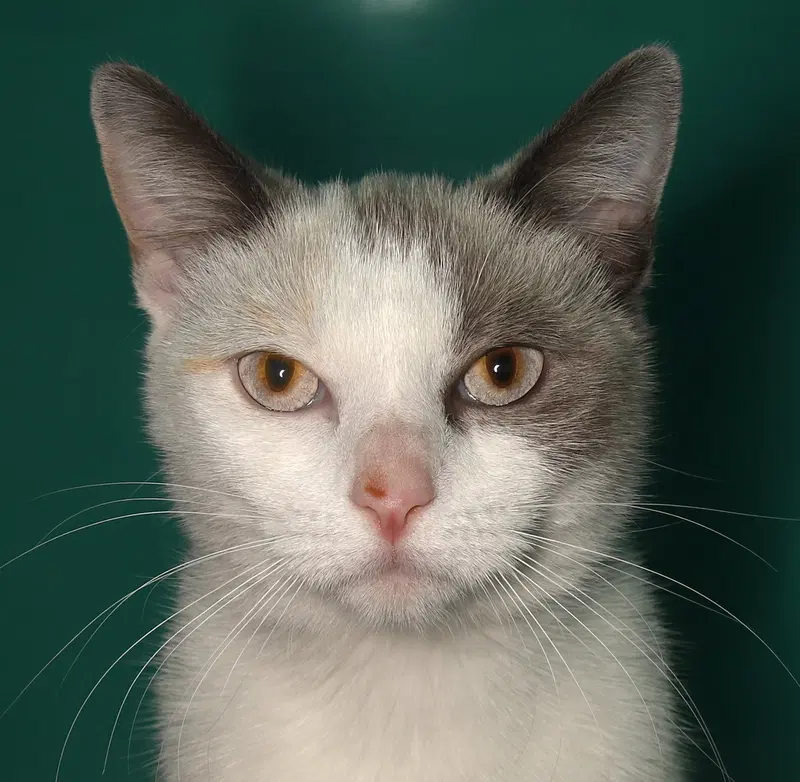 Amanda, an adult female Siamese cat up for adoption