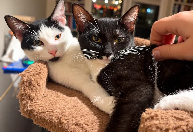 Minnow & Polliwog, female Tuxedo kittens up for adoption