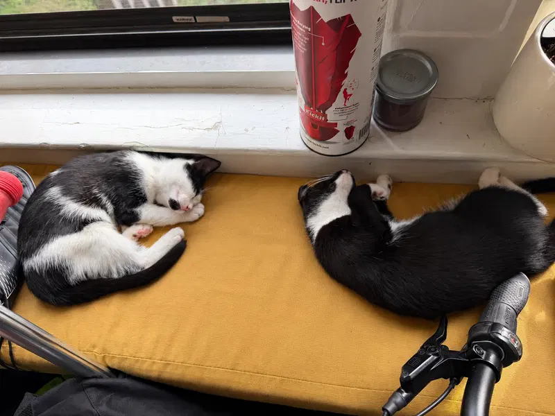 Minnow & Polliwog, photo 5